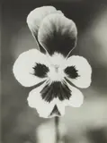 Jochen Lempert, Untitled, 2003, 2 gelatin silver prints. Each