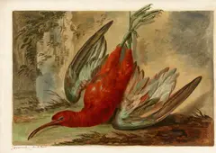 A Dead Curlew by Vermoelen Jacob Xavier, Oil on paper, offered Nov 2022