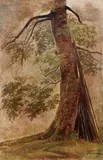 Carl Spitzweg, Old Beech Tree, Oil on canvas, mounted on card