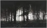 Robert Longo, Forest of Doxa, 2014, Archival pigment print on card