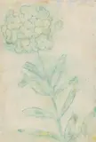 Kleine Blütendolde by Christian Rohlfs, 1933, Pastel chalks and water tempera on watercolour laid paper with watermark "P M FABRIANO", offered Jun 2022