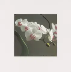 Orchidee V by Gerhard Richter, 1998, Offset print on card, sold Jun 2022