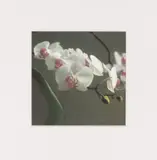 Orchidee V by Gerhard Richter, 1998, Offset print on card, sold Jun 2022