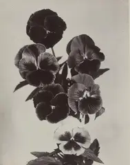 Charles Jones, Pansies Mixed, c. 1900, Vintage gold-toned gelatin silver print