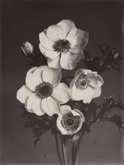 Charles Jones, Anemone Single White, c. 1900, Vintage gold-toned gelatin silver print