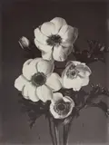 Charles Jones, Anemone Single White, c. 1900, Vintage gold-toned gelatin silver print