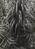 Beaucarnea recurvata (Elephant's Foot) by Albert Renger-Patzsch, 1929, Vintage gelatin silver print on Agfa-Brovira paper, offered Jun 2022