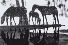 Peter Thomann, Wild Horses at the Mirror Lake, Montana, 2002, Gelatin silver print