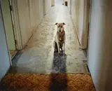 Tova Mozard, The Dog, 2005, Chromogenic print on dibond