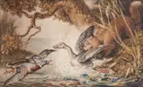 Johann Heinrich Wilhelm Tischbein, Enterich observing Reinecke Fuchs killing a Goose