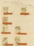 Cy Twombly, Natural History. Part II. Title Print, 1975/1976, Colour lithograph, heliotype and collaged newspaper reproductions, tracing paper and card