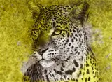 Jiří Georg Dokoupil, Leopard