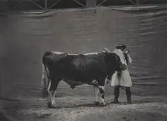 Untitled (Concours agricole universel de Paris) by Adrien Alban Tournachon, 1856, Salt paper print, varnished with gelatin and tannin ("vernis-cuit"), sold Dec 2021