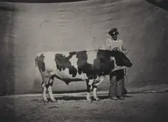 Untitled (Concours agricole universel de Paris) by Adrien Alban Tournachon, 1856, Salt paper print, varnished with gelatin and tannin ("vernis-cuit"), sold Dec 2021