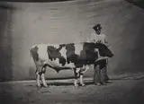 Adrien Alban Tournachon, Untitled (Concours agricole universel de Paris), 1856, Salt paper print, varnished with gelatin and tannin ("vernis-cuit")
