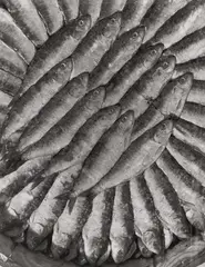 Emmanuel Sougez, Les Sardines, 1932, Ferrotyped gelatin silver print, printed 1950s