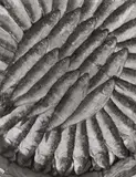 Emmanuel Sougez, Les Sardines, 1932, Ferrotyped gelatin silver print, printed 1950s