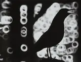 Peter Keetman, Seeschwalbe in Silhouette