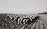Heinrich Riebesehl, Untitled (from the series: Agrarlandschaften), 1978-79, 10 gelatin silver prints. Each