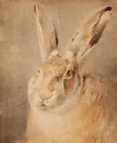Johann Fischbach, Hare, Watercolour and pencil on paper