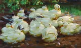 Alexander Koester, White Ducks by a Pond, Oil on canvas