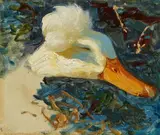 Alexander Koester, Study of a Crested Duck's Head, Oil on canvas (edges relined)