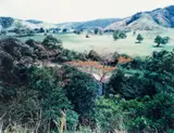 Thomas Struth, Paradies 5, Daintree, Australien, 1998, Chromogenic print, face-mounted to plexiglass