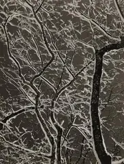 Siegfried Lauterwasser, Winterliches Filigran, 1952, Ferrotyped gelatin silver print on Agfa-Portriga-Rapid paper, printed