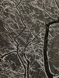 Siegfried Lauterwasser, Winterliches Filigran, 1952, Ferrotyped gelatin silver print on Agfa-Portriga-Rapid paper, printed