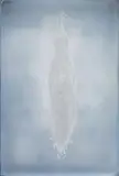 Adam Fuss, For Allegra (from the series: My Ghost)