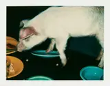 Fiesta Pig by Andy Warhol, 1979, Polaroid, sold Dec 2020