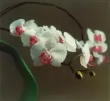 Orchidee I by Gerhard Richter, 1998, Colour offset print on card between Plexiglas, sold Dec 2020