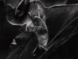 Wynn Bullock, Leaves in Cobwebs