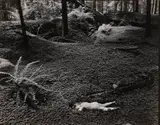 Wynn Bullock, Child in the Forest