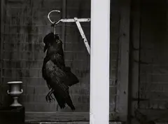 Toter Vogel by Robert Häusser, 1980, Gelatin silver print on Agfa paper, offered Dec 2020