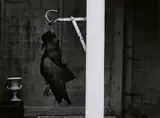 Robert Häusser, Toter Vogel, 1980, Gelatin silver print on Agfa paper