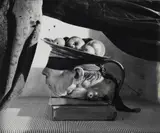 Joel-Peter Witkin, Story from a Book
