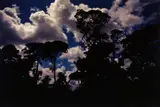 Bill Henson, Untitled #64