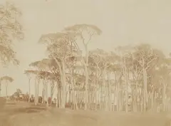 Giacomo Caneva, Pine Trees, Villa Doria Pamphilj, c. 1850 - 1852, Salt print from paper negative