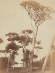 Robert Turnbull Macpherson, Pine Trees, Villa Doria Pamphilj, 1852 - 1853, Albumen print