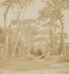 Giacomo Caneva, Pine Trees, Castel Fusano, 1850 - 1852, Salt print from paper negative