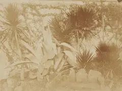 Giacomo Caneva, Agave in the Gardens of Villa Massimo di Rignano, c. 1850 - 1853, Salt print from paper negative