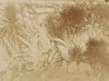 Giacomo Caneva, Agave in the Gardens of Villa Massimo di Rignano, c. 1850 - 1853, Salt print from paper negative
