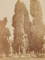 Robert Turnbull Macpherson, Cypress Trees, Santa Maria degli Angeli, 1855 - 1857, Albumenized salt print