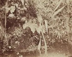 Untitled (Plant Study) by Carlo Baldassarre Simelli, Albumen print, sold Dec 2020