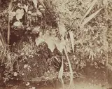 Carlo Baldassarre Simelli, Untitled (Plant Study), Albumen print