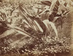 Plant Study (Agave) by Carlo Baldassarre Simelli, late 1850s/early 1860s, Albumen print, sold Dec 2020