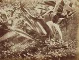 Carlo Baldassarre Simelli, Plant Study (Agave), late 1850s/early 1860s, Albumen print