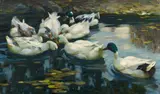 Alexander Koester, Ducks in a Water Lily Pond with a Stony Bank, Oil on canvas
