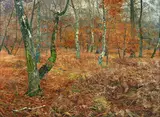 Paul Müller-Kaempff, Autumn Forest